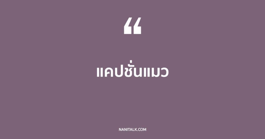 แคปชั่นแมว ที่จะทำให้ทาสแมวใจละลาย!
