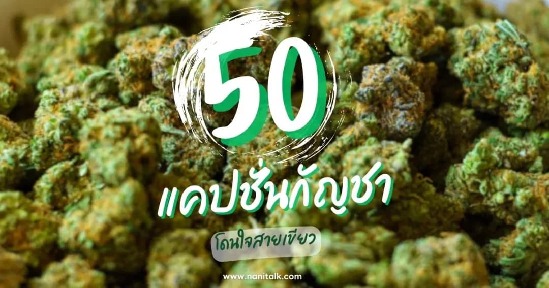 50 แคปชั่นกัญชา กวนๆ ฮาๆ โดนใจสายเขียว พร้อมคำคมโดนๆ